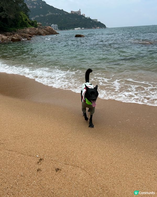 熱辣辣☀️狗狗要玩水⚡️😎