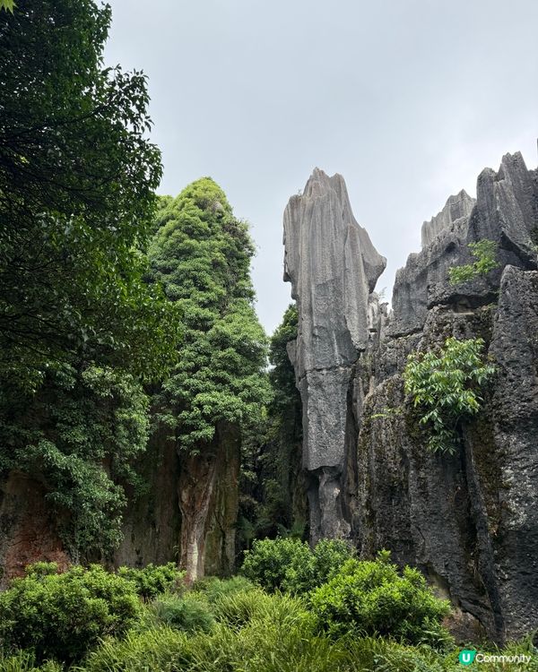 石林奇景！2.7億年鬼斧神工✨