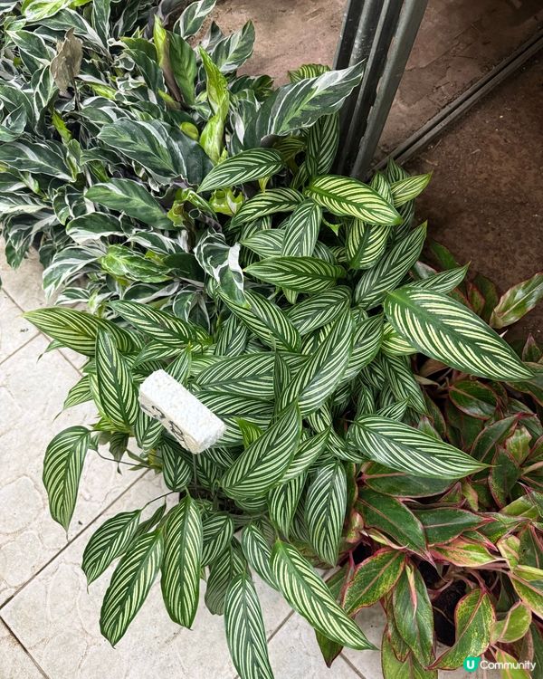 $200有找！花墟掃晒咁多盆綠植 🌱💚