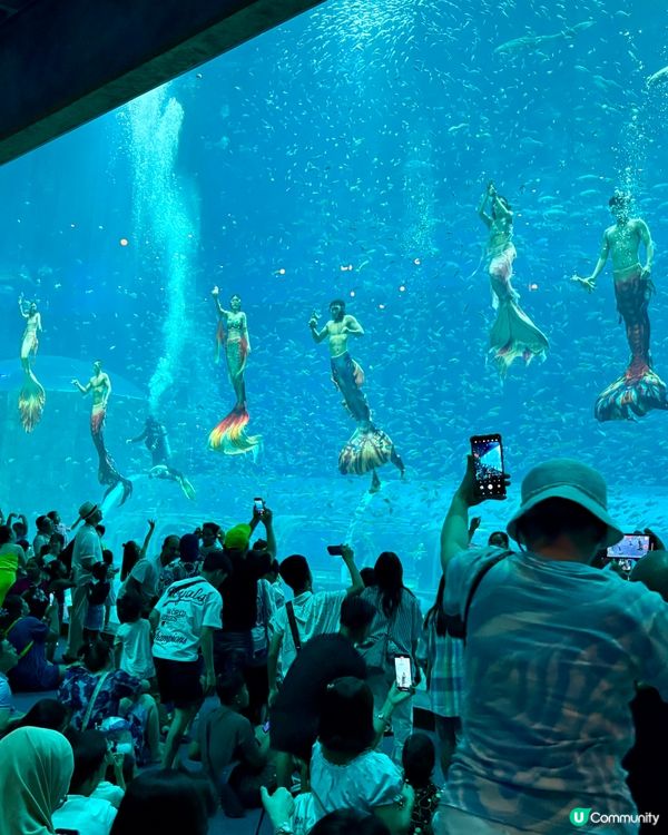富國島巨龜水族館，人魚show，必打卡！🐢✨