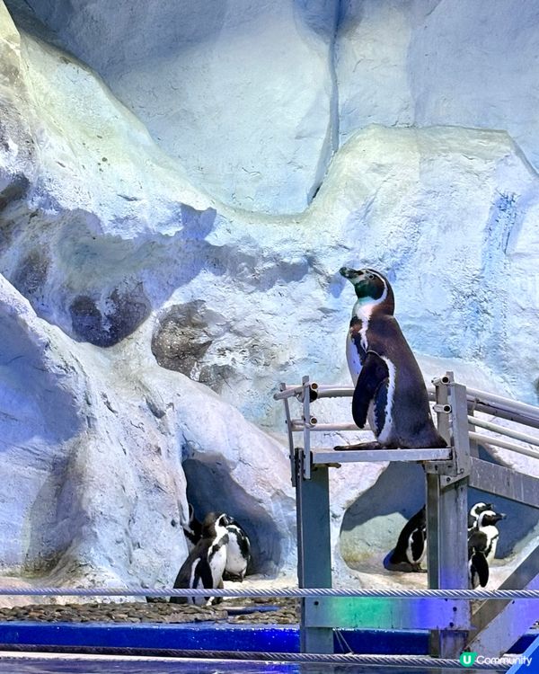 富國島巨龜水族館，人魚show，必打卡！🐢✨