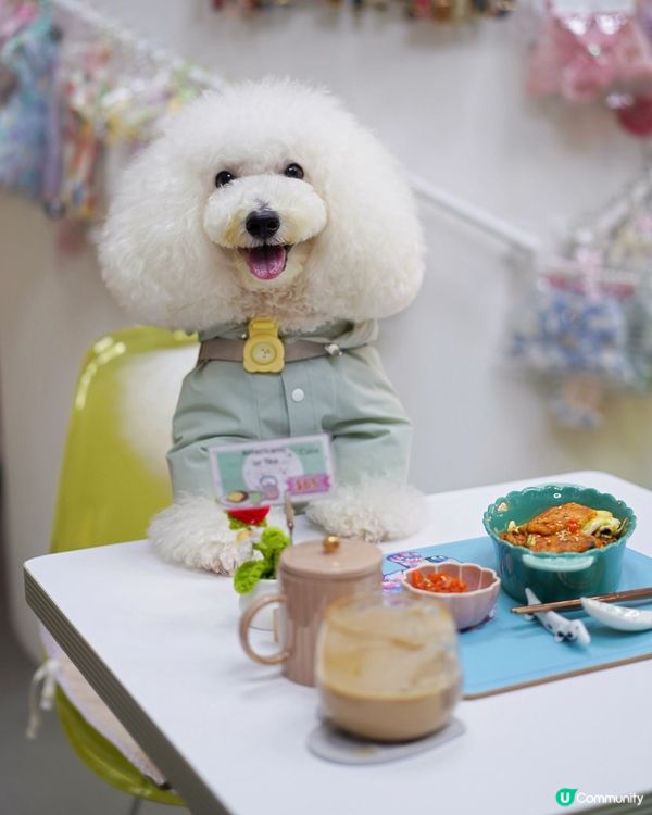 🐾寵物友善韓食☕️毛孩專屬床仔！