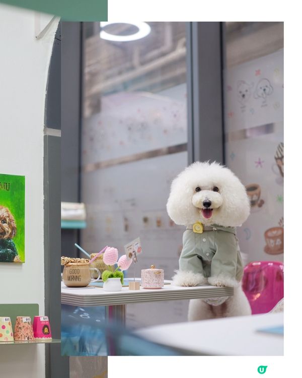 🐾寵物友善韓食☕️毛孩專屬床仔！