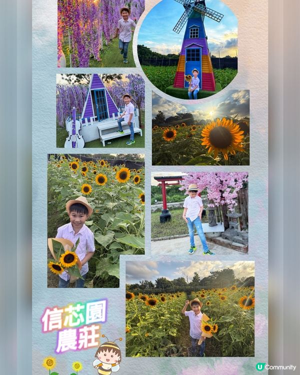 ☀️向日葵花海治癒壞心情！🌻📸