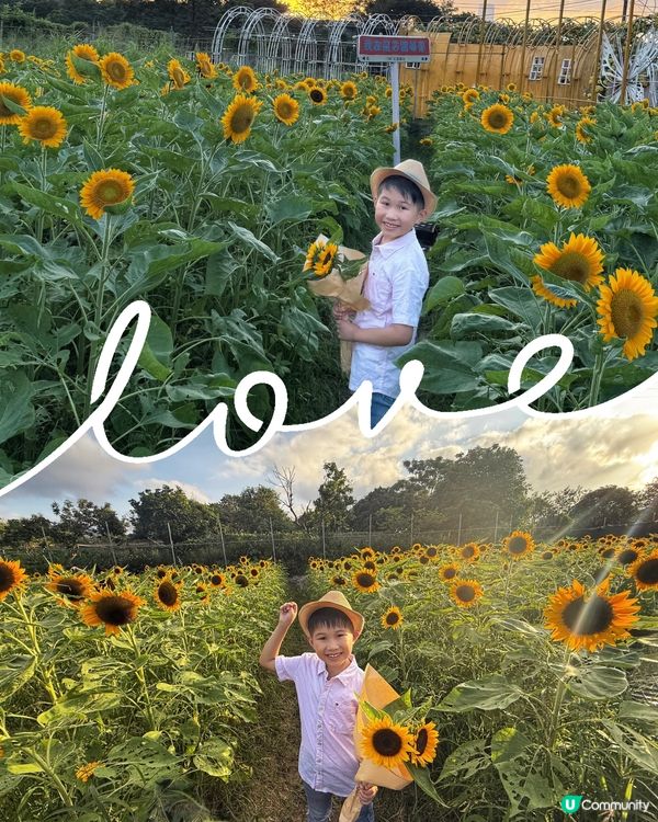 ☀️向日葵花海治癒壞心情！🌻📸