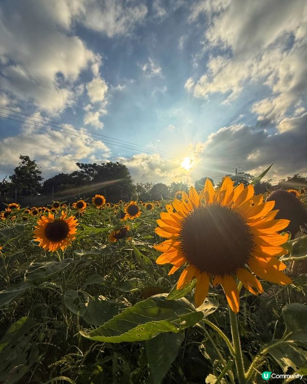 ☀️向日葵花海治癒壞心情！🌻📸