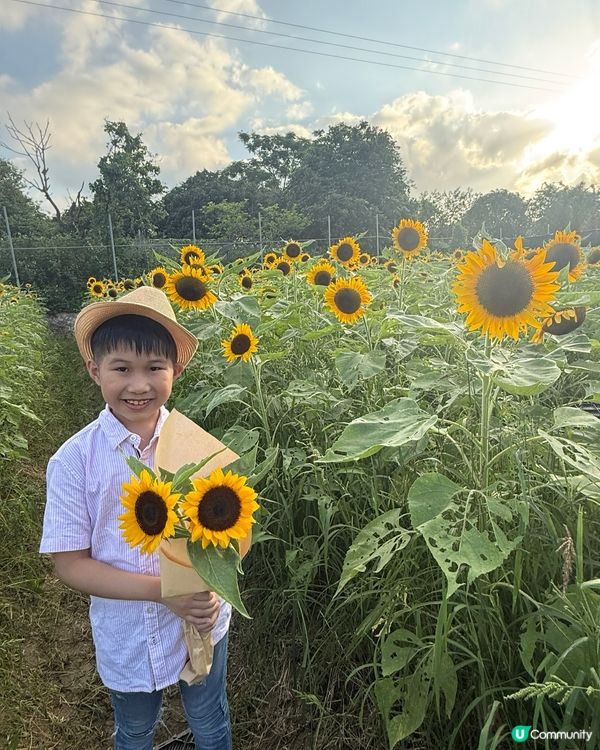 ☀️向日葵花海治癒壞心情！🌻📸