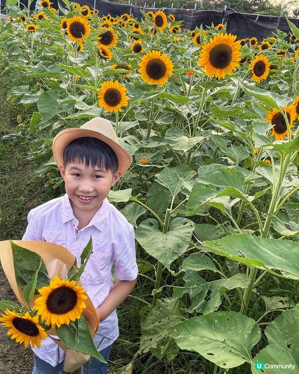 ☀️向日葵花海治癒壞心情！🌻📸