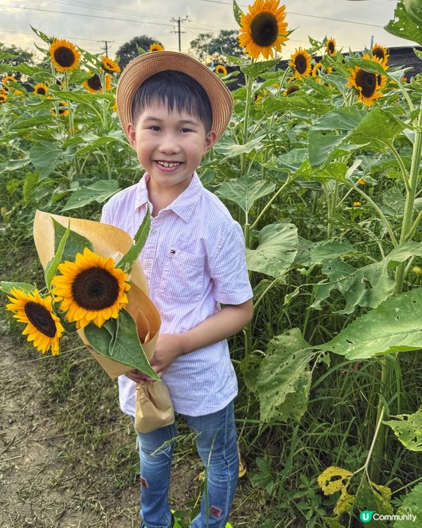 ☀️向日葵花海治癒壞心情！🌻📸