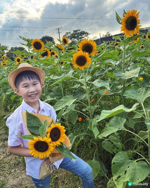 ☀️向日葵花海治癒壞心情！🌻📸