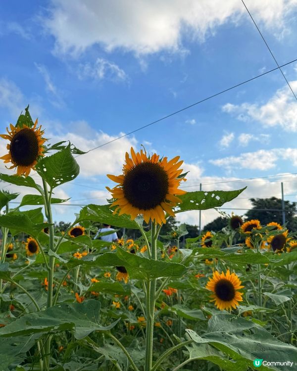 ☀️向日葵花海治癒壞心情！🌻📸
