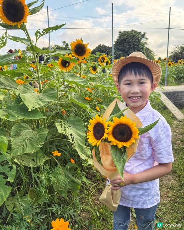 ☀️向日葵花海治癒壞心情！🌻📸