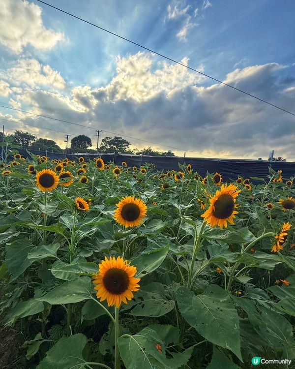 ☀️向日葵花海治癒壞心情！🌻📸