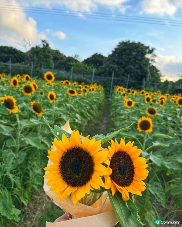 ☀️向日葵花海治癒壞心情！🌻📸