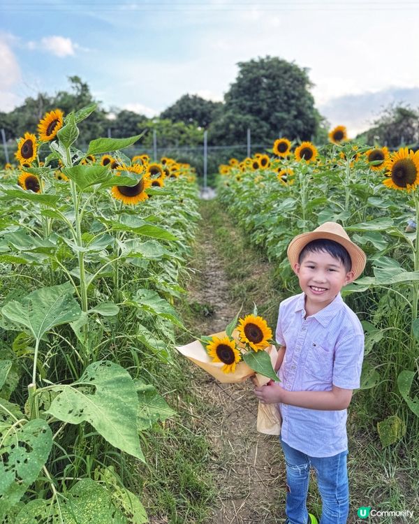 ☀️向日葵花海治癒壞心情！🌻📸