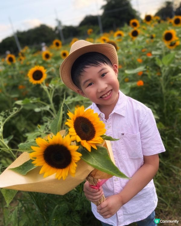 ☀️向日葵花海治癒壞心情！🌻📸