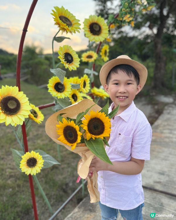 ☀️向日葵花海治癒壞心情！🌻📸
