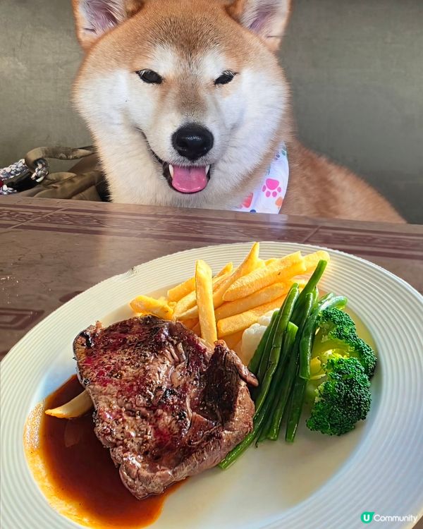 人寵共融！Spiaggia's 與毛孩的 Chill 爆午餐...