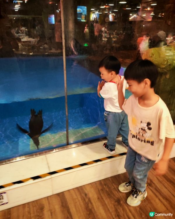 去珠海玩住長隆企鵝酒店