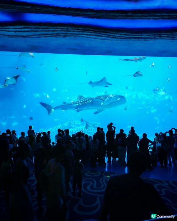 珠海長隆海洋王國一日遊