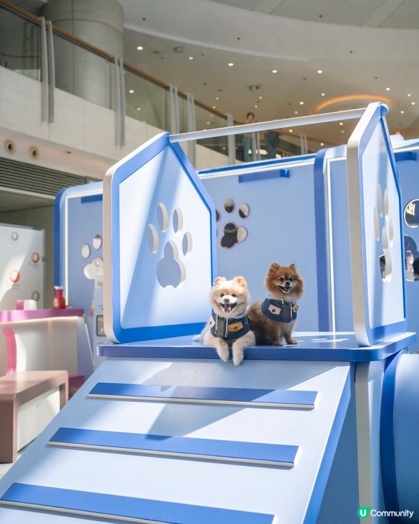 最 Hit 嘅室內寵物公園～九龍區朋友有福啦🐶🐱