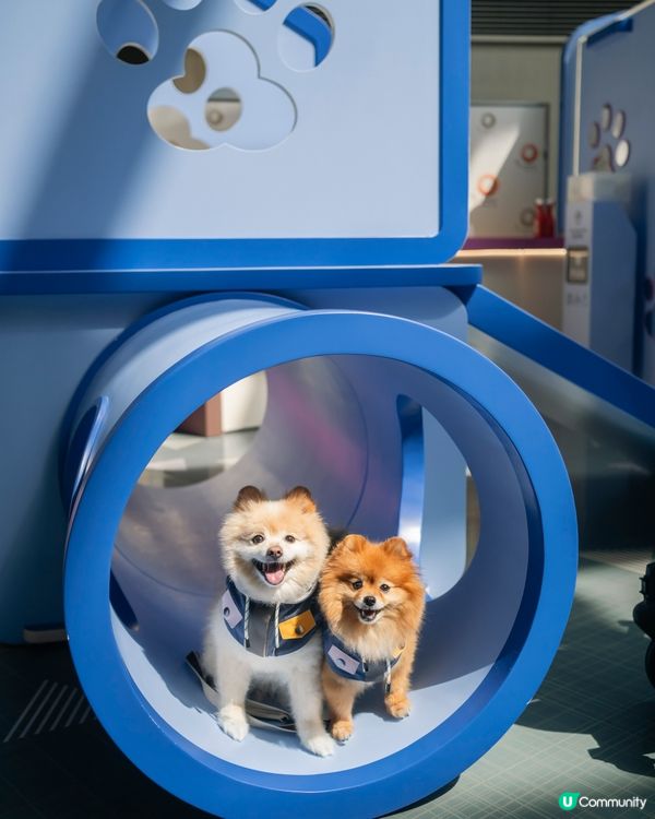 最 Hit 嘅室內寵物公園～九龍區朋友有福啦🐶🐱