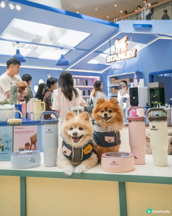最 Hit 嘅室內寵物公園～九龍區朋友有福啦🐶🐱