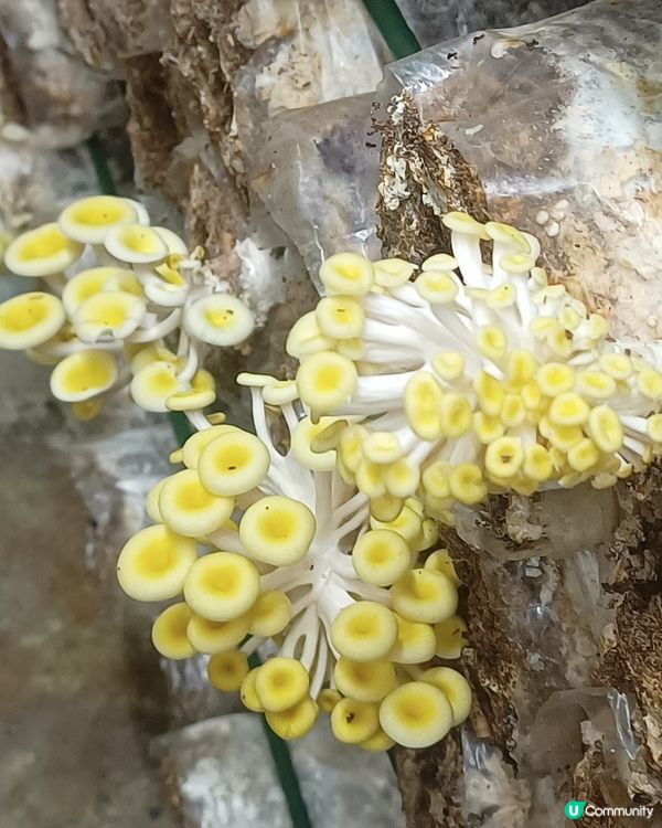 都市廢物變美食🍄🌿