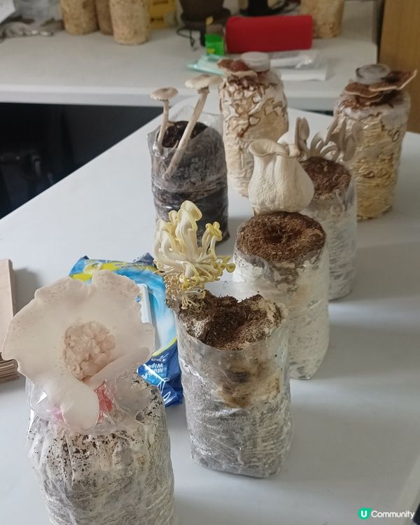 都市廢物變美食🍄🌿