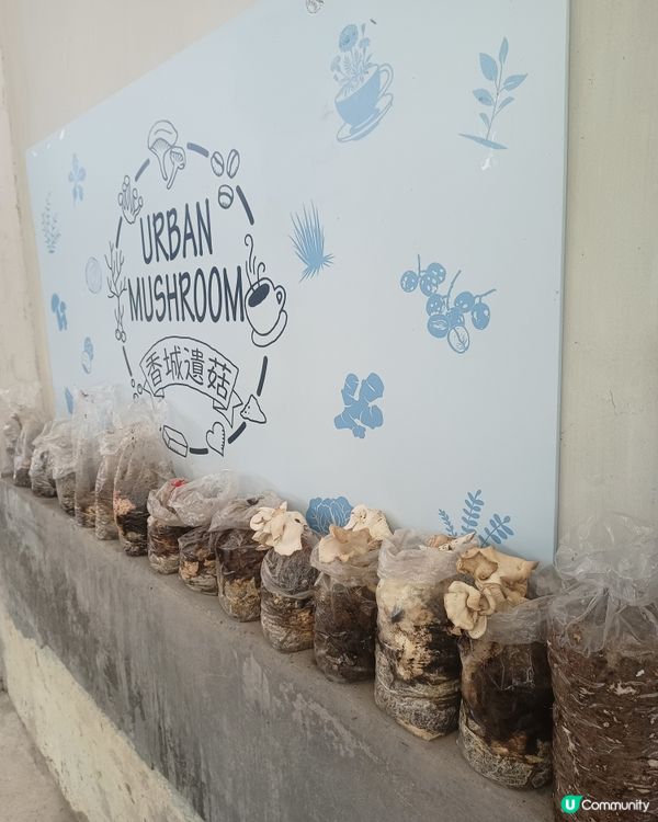 都市廢物變美食🍄🌿
