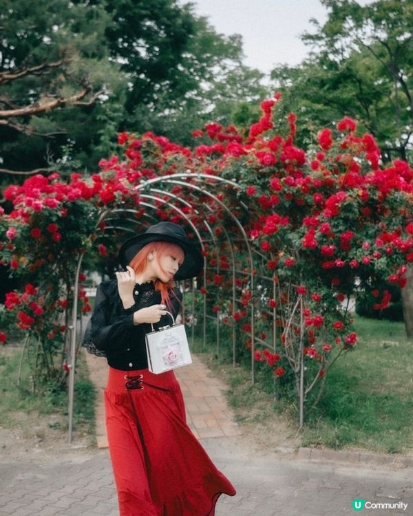 玫瑰🌹季！水原華城！