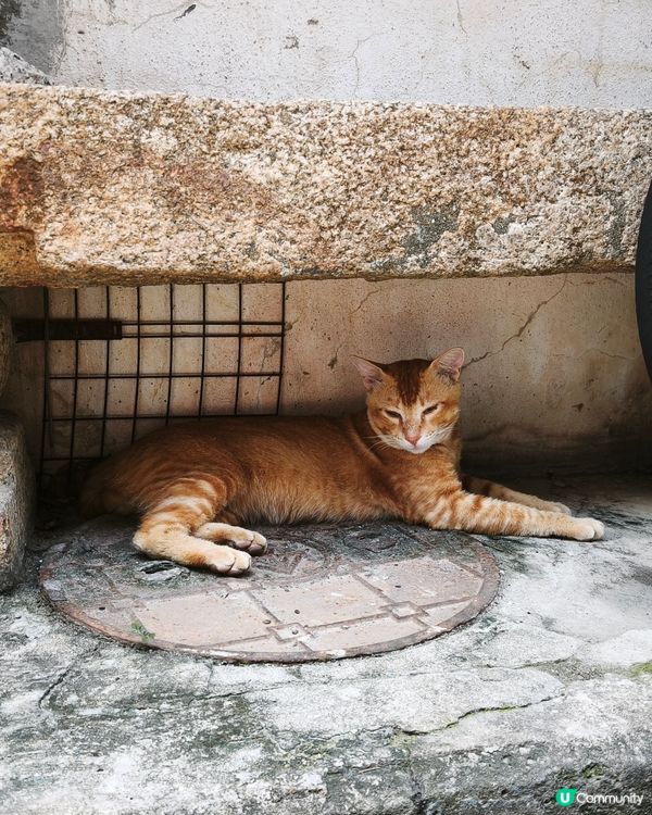 大澳悠閒遊 ☀️🐾🐱🍰🥤