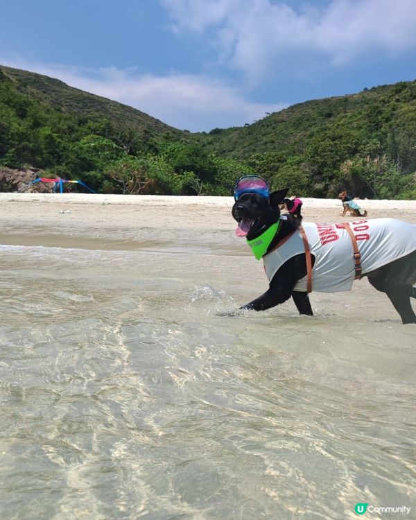 狗狗船P🏖️ 爽到飛起！🐕‍🦺💨