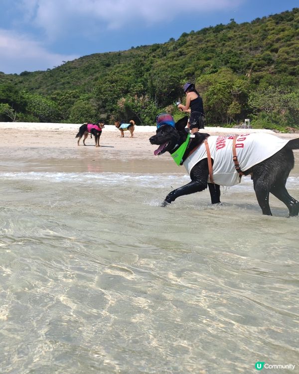 狗狗船P🏖️ 爽到飛起！🐕‍🦺💨