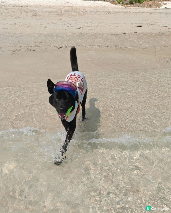 狗狗船P🏖️ 爽到飛起！🐕‍🦺💨