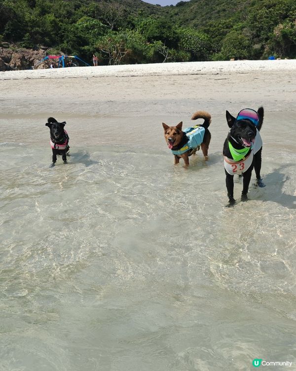 狗狗船P🏖️ 爽到飛起！🐕‍🦺💨