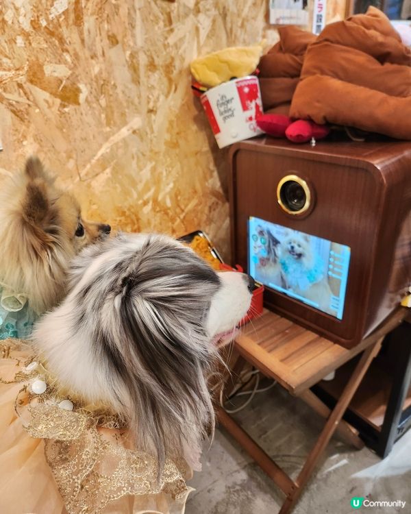 寵物便便都可以儲積分換獎品？