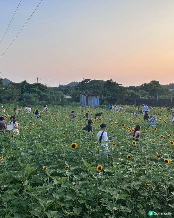 元朗信芯園