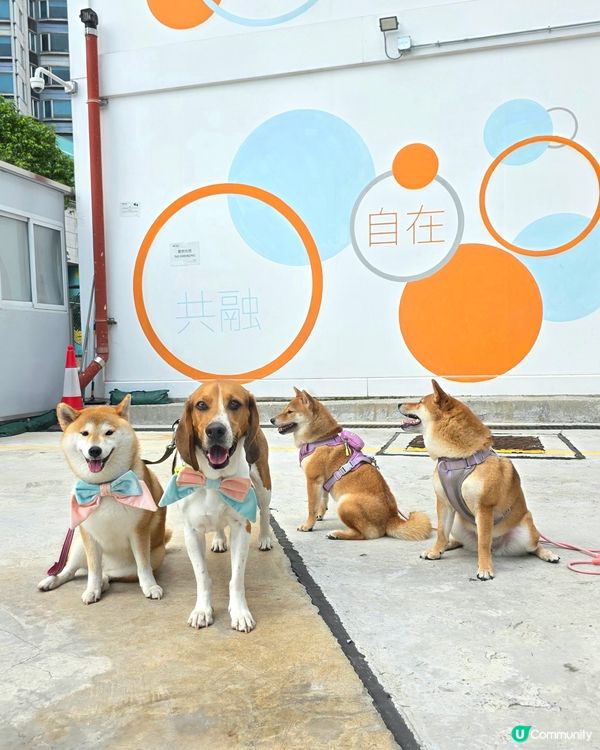🐾 出動 ~ 社區探訪！無論係充滿活力嘅小朋友，定係童心未泯...