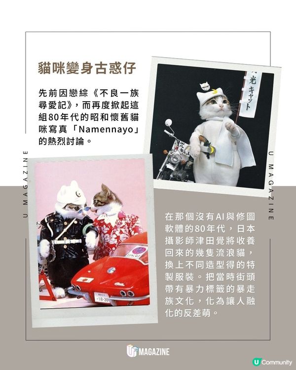80年代「不良暴走貓」寫真再度爆紅｜零修圖純手工！街頭叛逆變世界級可愛                                                    