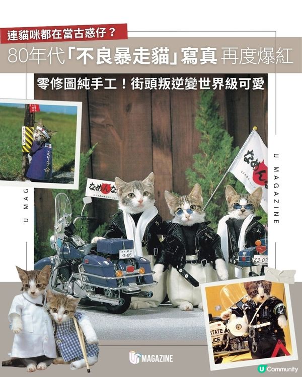80年代「不良暴走貓」寫真再度爆紅｜零修圖純手工！街頭叛逆變世界級可愛                                                    
