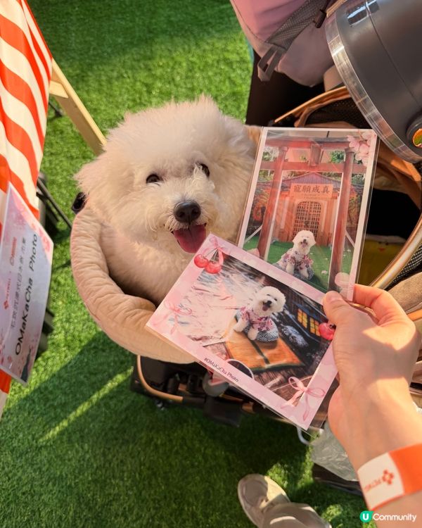 免費遊日！毛孩去咗日本祭 🇯🇵🐶