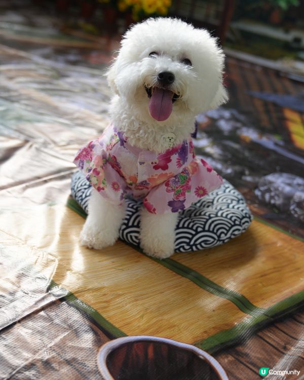 免費遊日！毛孩去咗日本祭 🇯🇵🐶