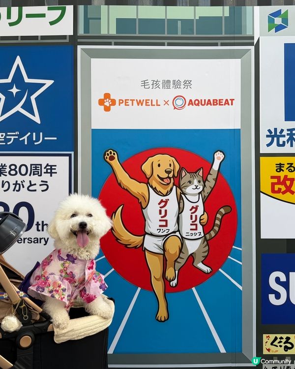 免費遊日！毛孩去咗日本祭 🇯🇵🐶
