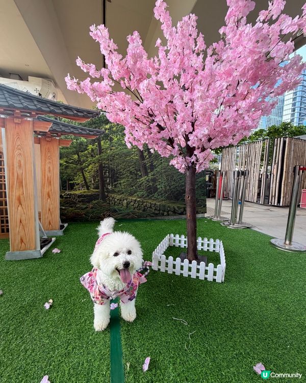 免費遊日！毛孩去咗日本祭 🇯🇵🐶