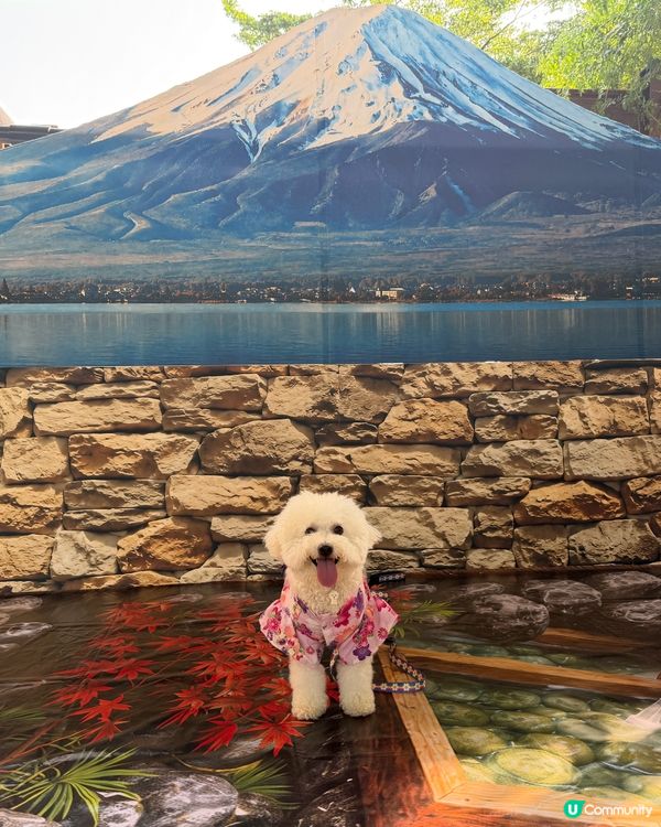 免費遊日！毛孩去咗日本祭 🇯🇵🐶