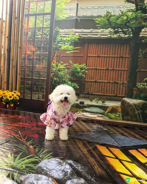 免費遊日！毛孩去咗日本祭 🇯🇵🐶