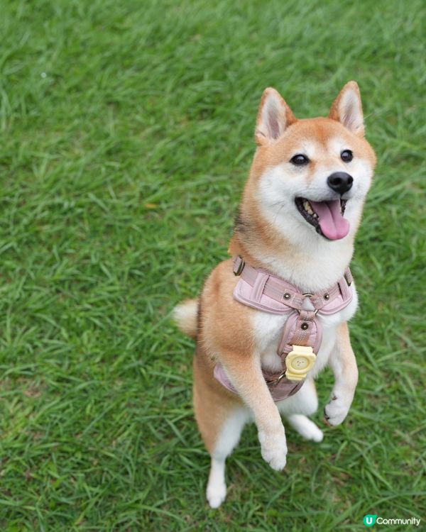 沙田寵物友善玩樂必去！🐶🌳