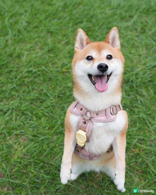 沙田寵物友善玩樂必去！🐶🌳