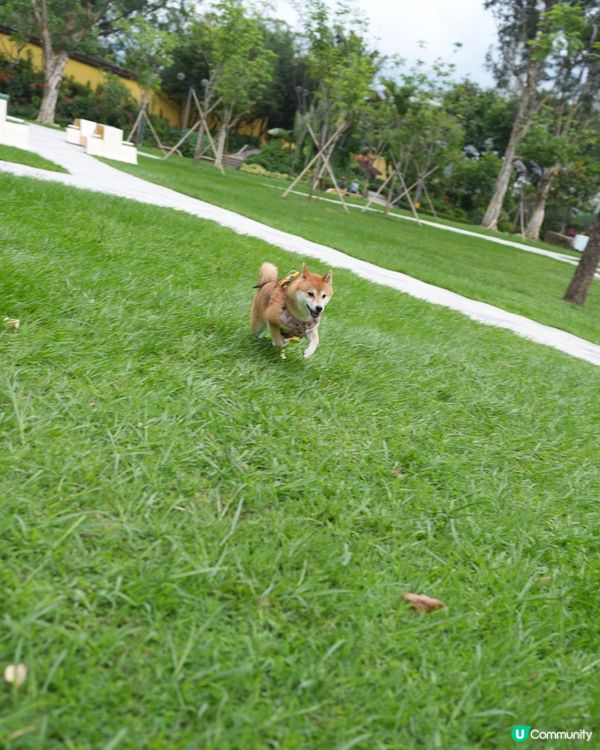 沙田寵物友善玩樂必去！🐶🌳